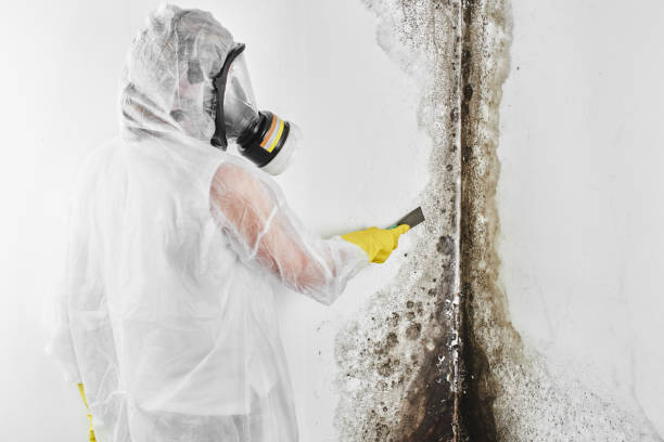 Best Toxic Mold Removal  in Rolling Hills, CA