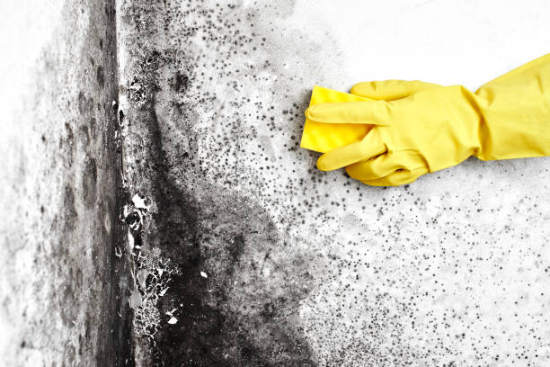 Best Mold Cleaning Services  in Rolling Hills, CA