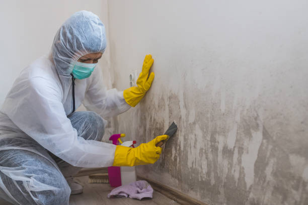 Best Local Mold Removal Service  in Rolling Hills, CA