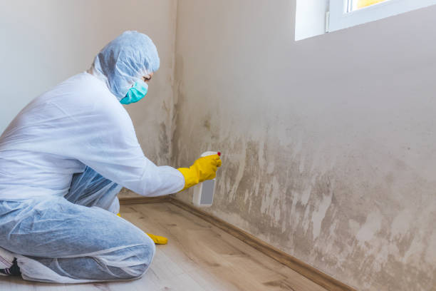 Mold Removal Process in Rolling Hills, CA