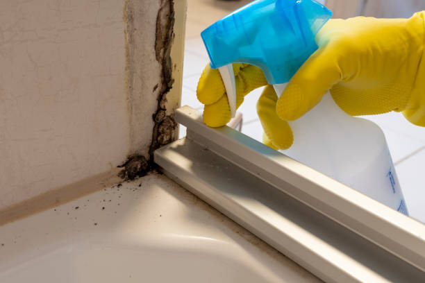 Best Attic Mold Removal  in Rolling Hills, CA