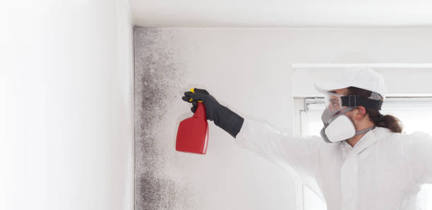 Best Fast Mold Removal  in Rolling Hills, CA