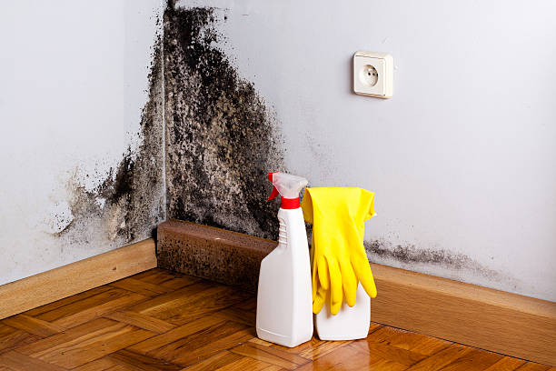 Best Emergency Mold Removal  in Rolling Hills, CA