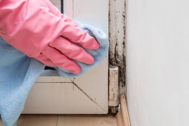 Best Professional Mold Removal  in Rolling Hills, CA