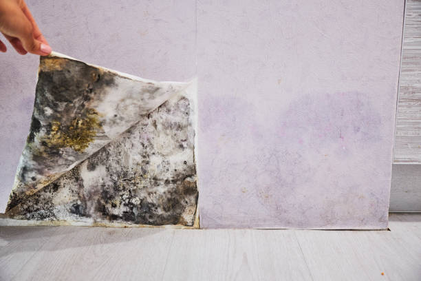 Mold Testing and Removal in Rolling Hills, CA